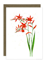 Load image into Gallery viewer, Montbretia