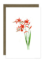 Load image into Gallery viewer, Montbretia