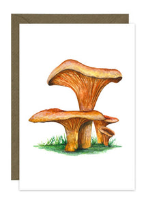 False Chanterelle - Wild Mushroom